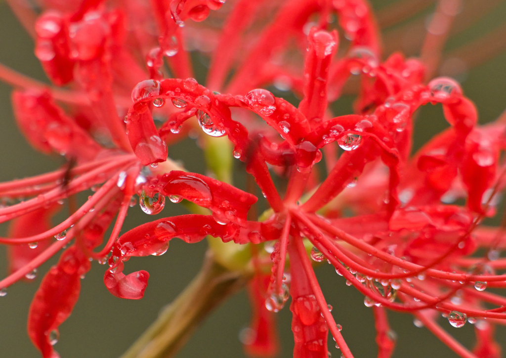 曼珠沙華
