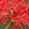 曼珠沙華