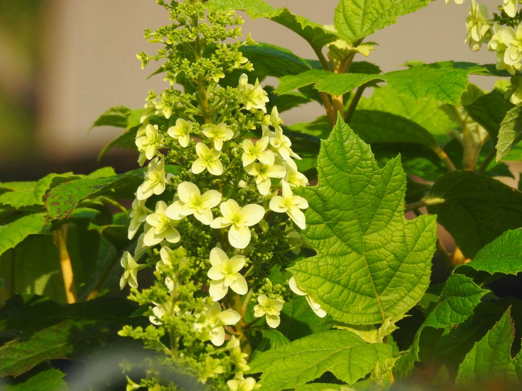 カシワバアジサイ