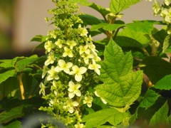 カシワバアジサイ