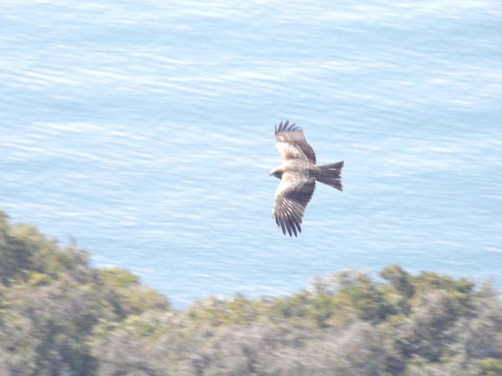 筋肉質な鳶の背中