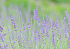 ラベンダー