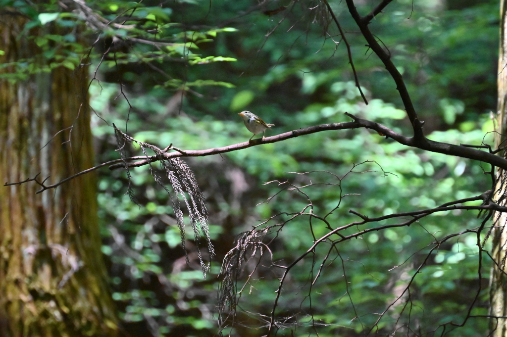 ムシクイの幼鳥？