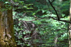ムシクイの幼鳥？
