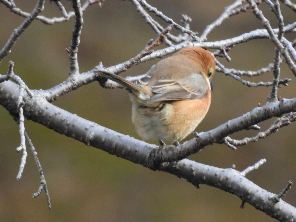 モズこのおしり