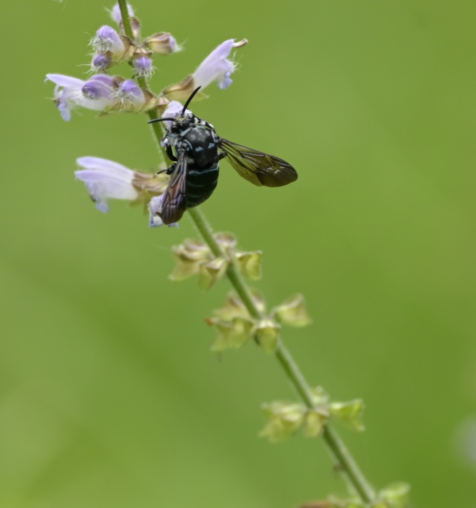 ルリモンハナバチ