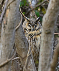 トラフズク　雄