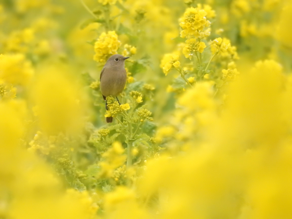 私は じょびこ菜の～