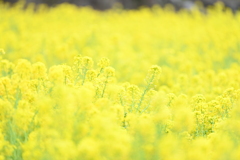 菜の花畑