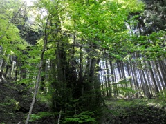 兎和野の大かつら