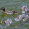 桜縞味