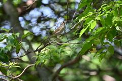 センダイムシクイ