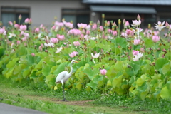 ダイサギと蓮の花