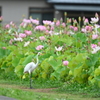 ダイサギと蓮の花