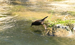 飛び込む