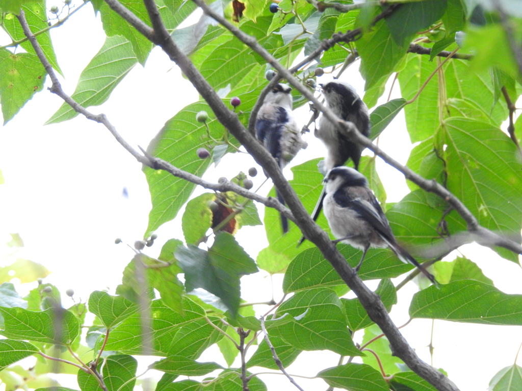 ３羽えなが