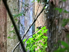 森の奥で出会った鳥