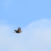 百舌鳥の飛翔