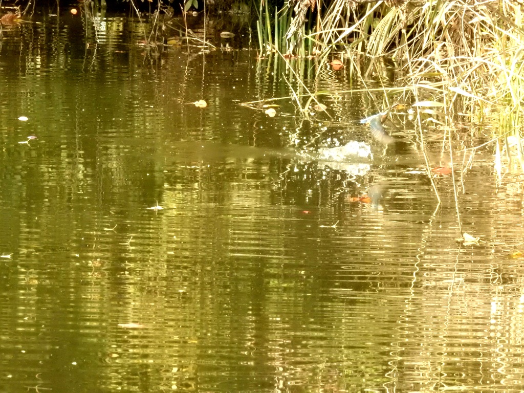 カワセミ