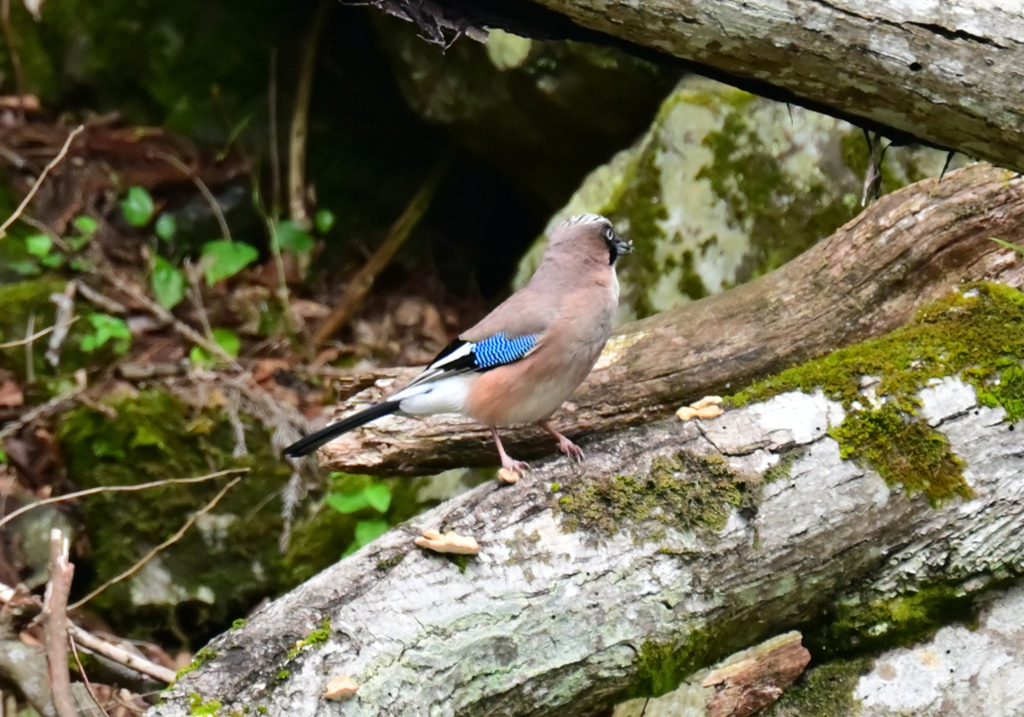 カケス