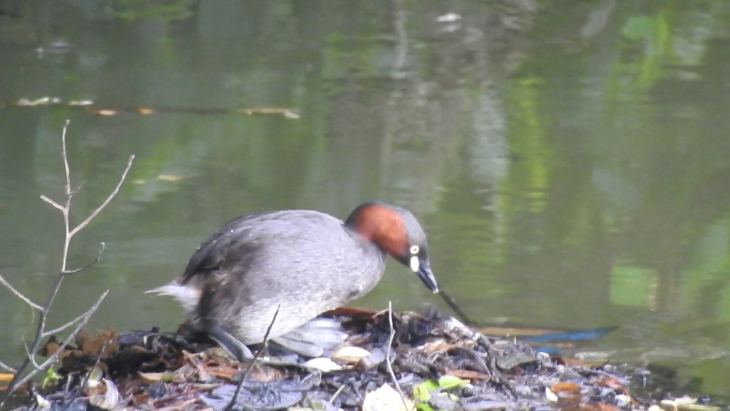 卵２個確認出来ました