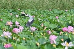 蓮とアオサギ