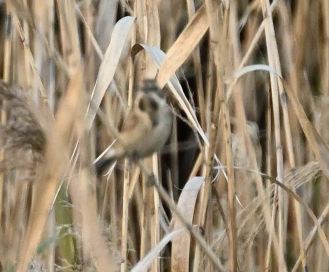 オオジュリン？