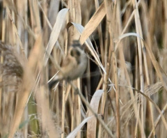 オオジュリン？