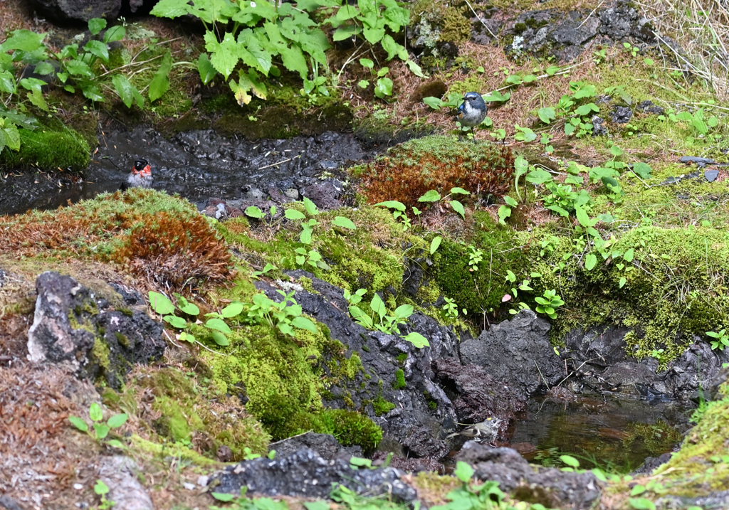 赤　青　黄色の　衣装をつけた～
