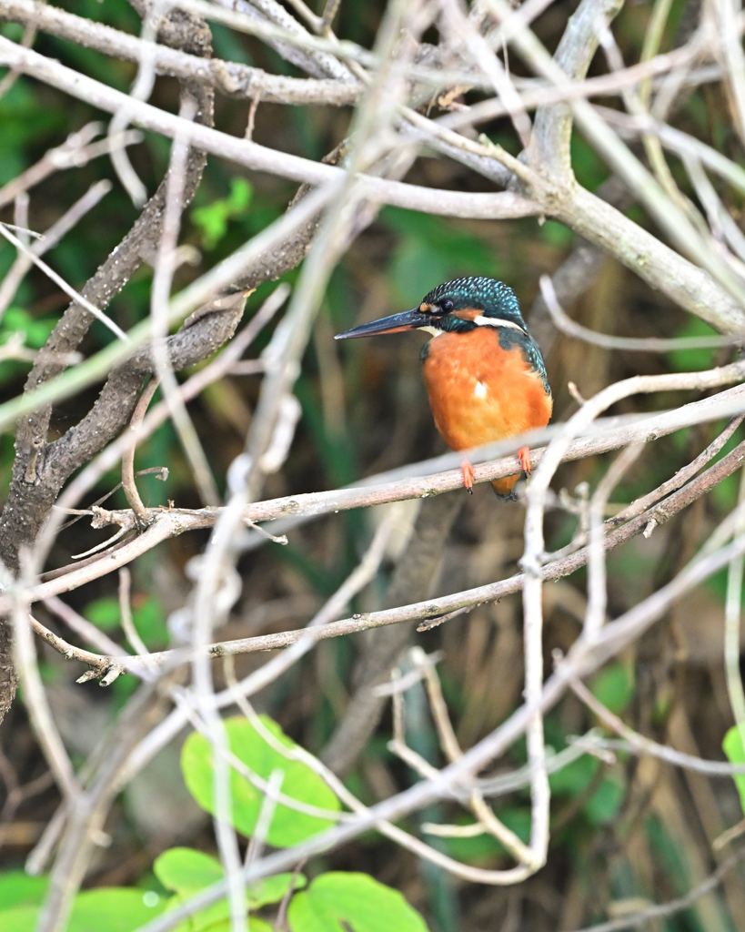 カワセミ