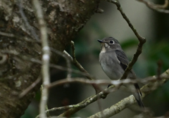 この子はだーれ？