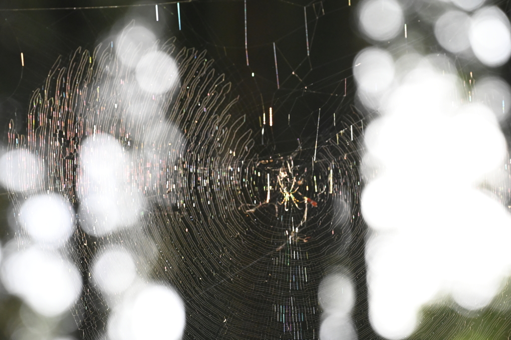 蜘蛛の巣