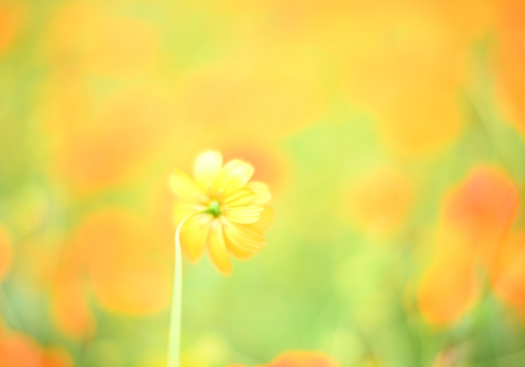 キバナコスモス