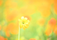 キバナコスモス