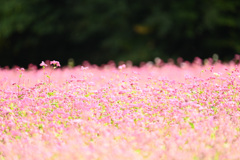 赤蕎麦の花