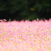 赤蕎麦の花
