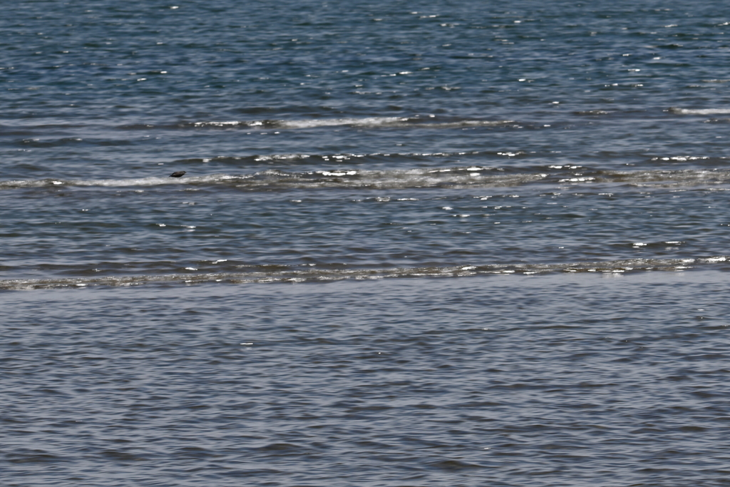 気になる黒い鳥