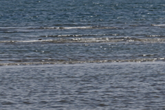 気になる黒い鳥