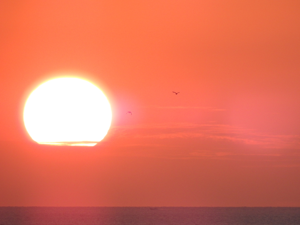 夕陽とカラス？