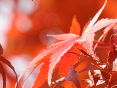 紅葉