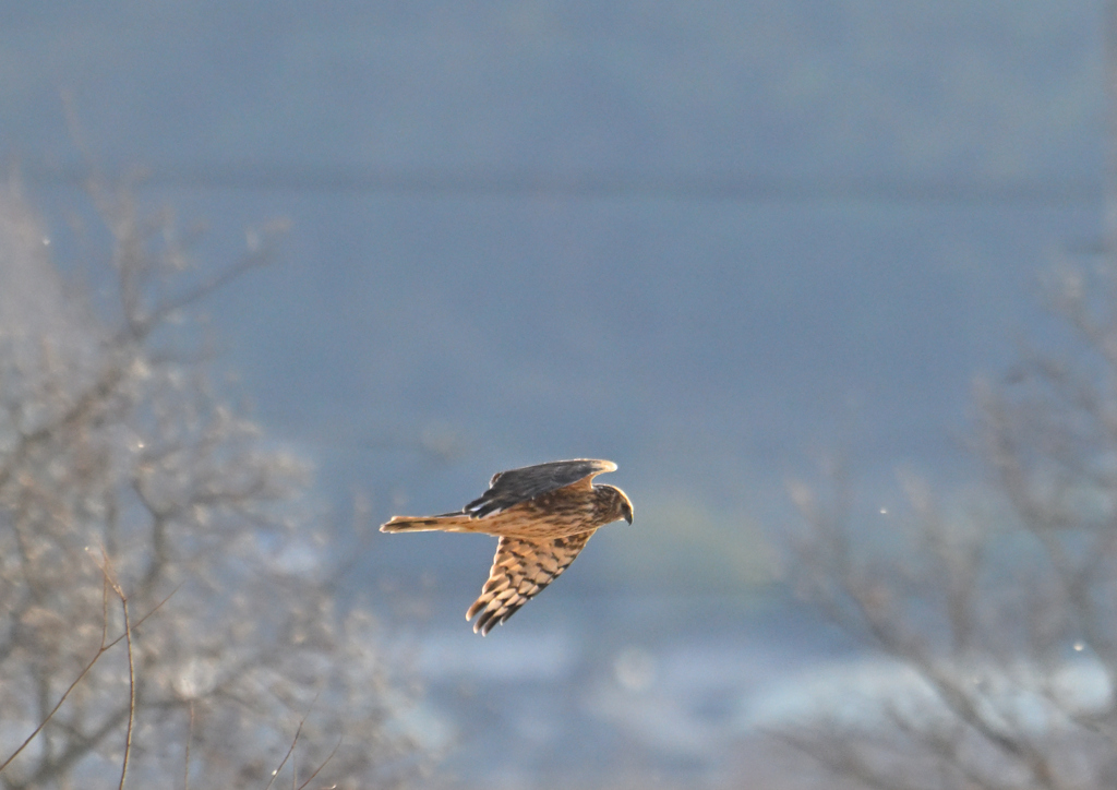 ハイイロチュウヒ♀