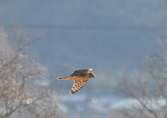 ハイイロチュウヒ♀