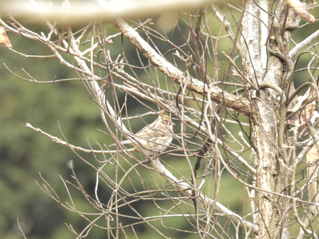 ミヤマホオジロ？