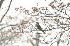 桜とヒヨドリ