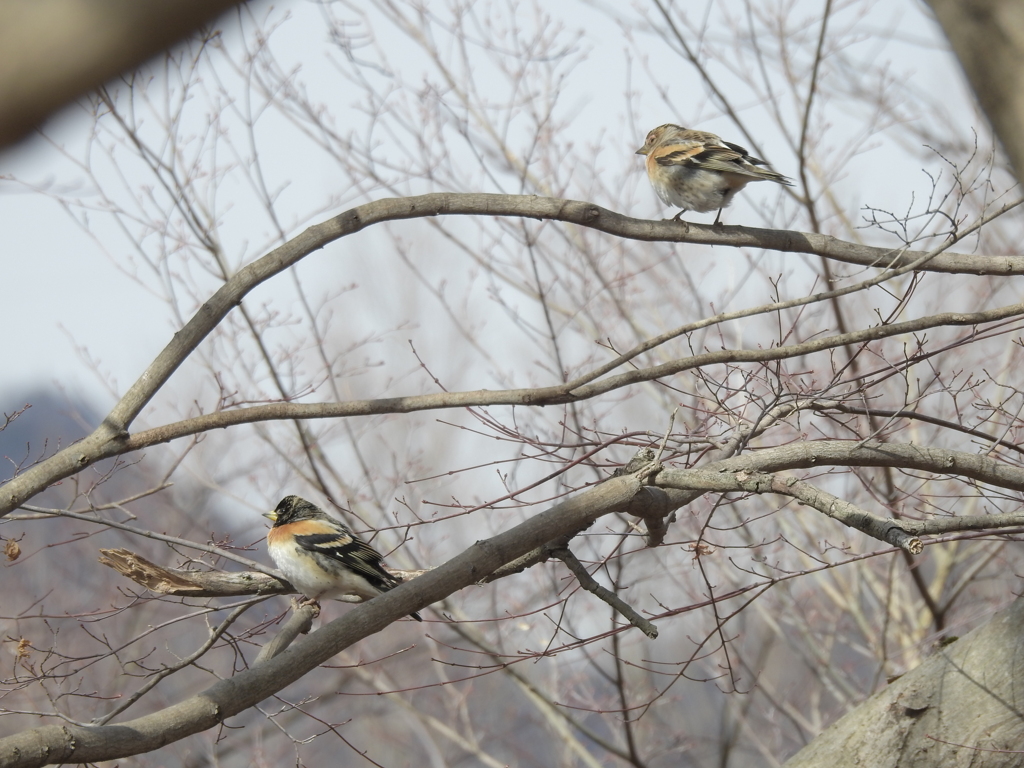 ピントはどこに？