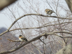 ピントはどこに？