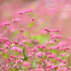 赤蕎麦の花