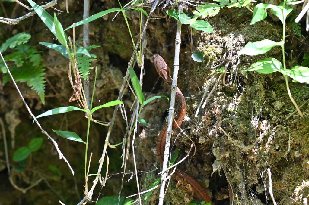 シマヘビの子供