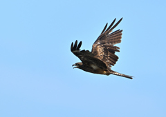 鳶