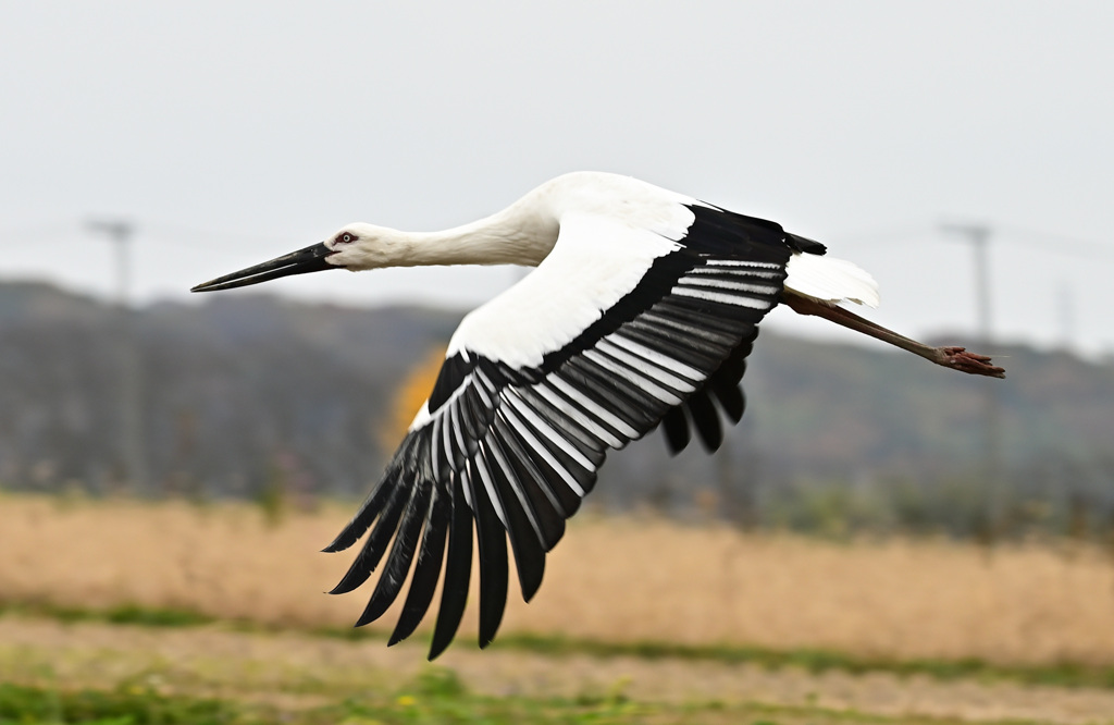 コウノトリ